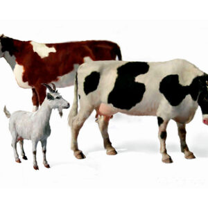 3566 MASTER BOX 1/35 Domestic animals